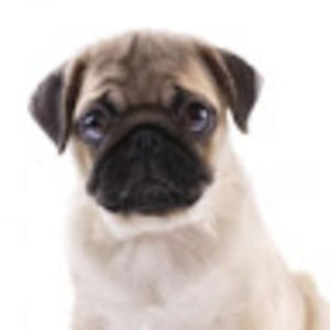 Meet your Posher, Ava